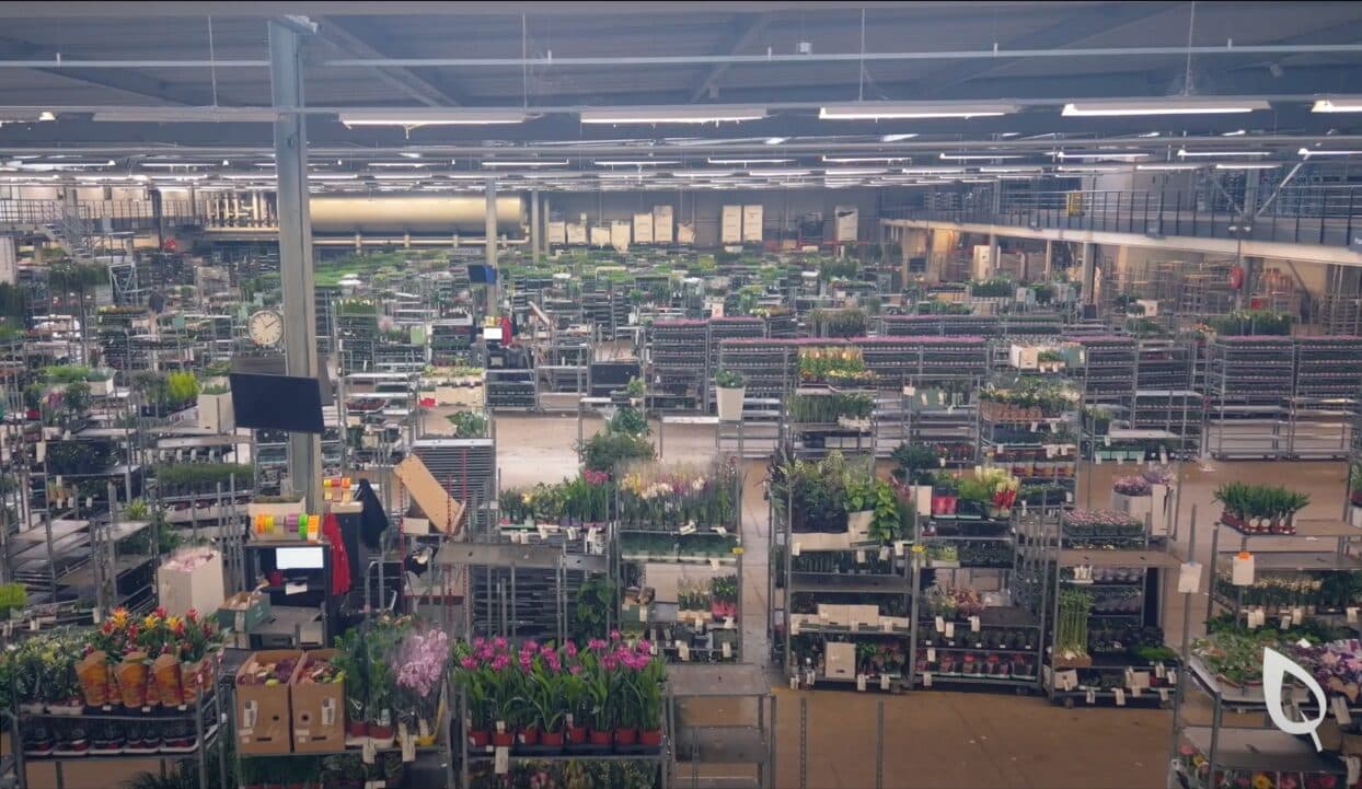 Hamiplant